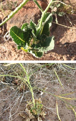 Sahara mustard (Brassica tournefortii)