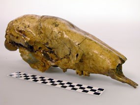 preserved sloth skull