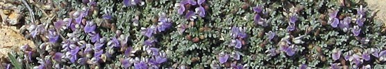 sentry milk-vetch growing outdoors sentry milk-vetch growing outdoors