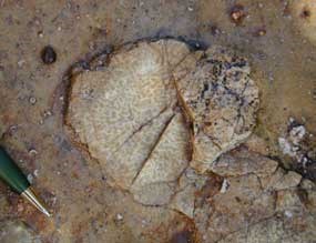 fossil sponge