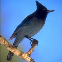 Stellers Jay