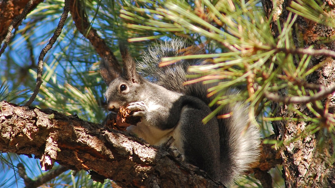 Squirrel on a branch