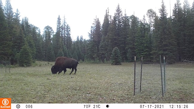 A picture of a bull bison grazing among small exclosure cages