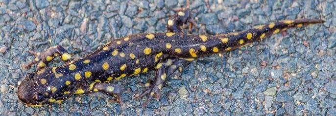 Black and yellow salamander crosses a road.