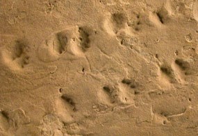 fossilized tracks