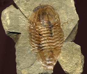 fossil trilobite