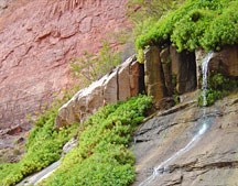 small spring dripping on the left with green plants growing by the wet areas