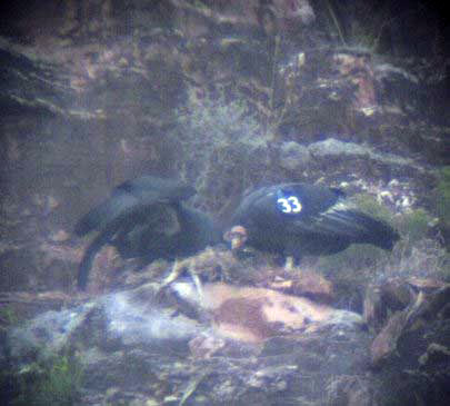 Chick 476 with its mother, 133F, the last remaining condor from the
initial 1996 condor release in Arizona.