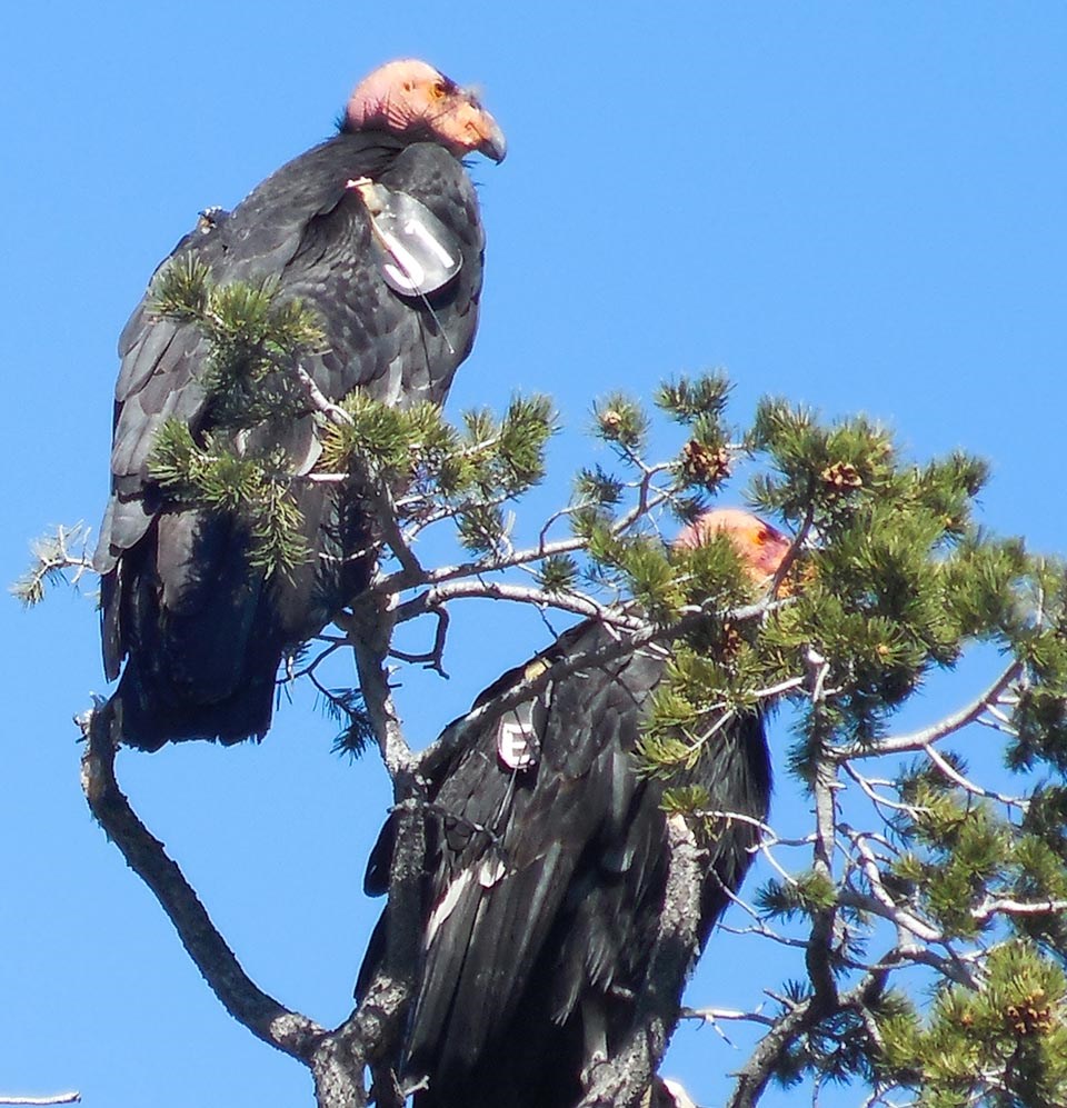 Two black birds with wing tags and pink heads are sitting in the branches of a pinyon pine tree.