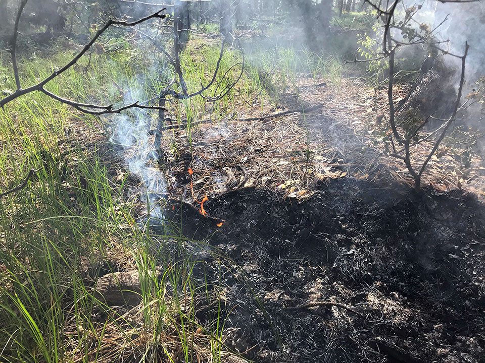 Close up of fire burning through the duff layer of needles, leaf litter, and downed logs along the forest floor Close up of fire burning through the duff layer of needles, leaf litter, and downed logs along the forest floor