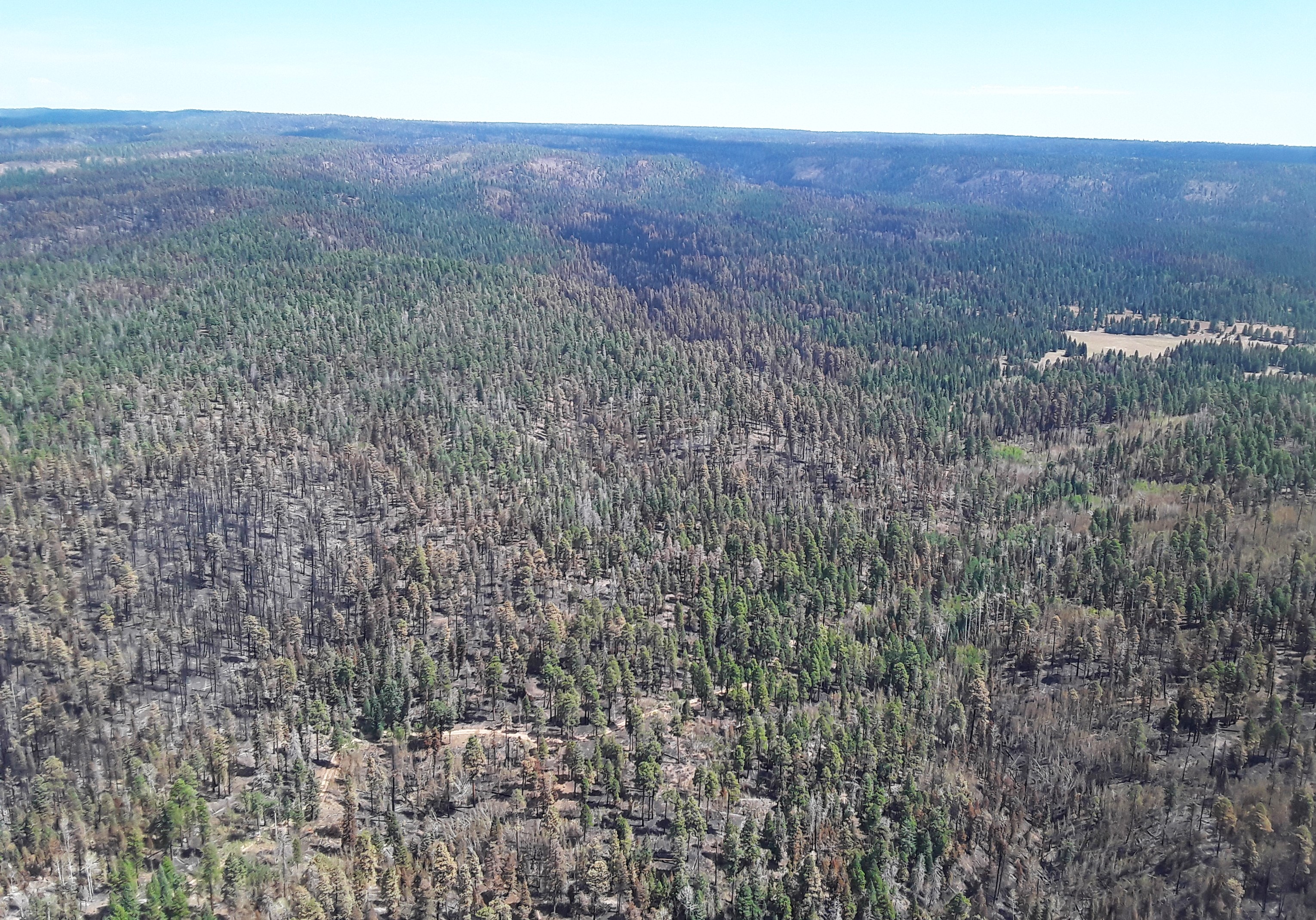 An aerial photo from a helicopter showing the mosaic of burned areas showing standing and burned trees