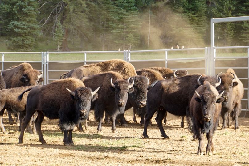 A group of bison stand in the holding corral during live capture and transfer operations