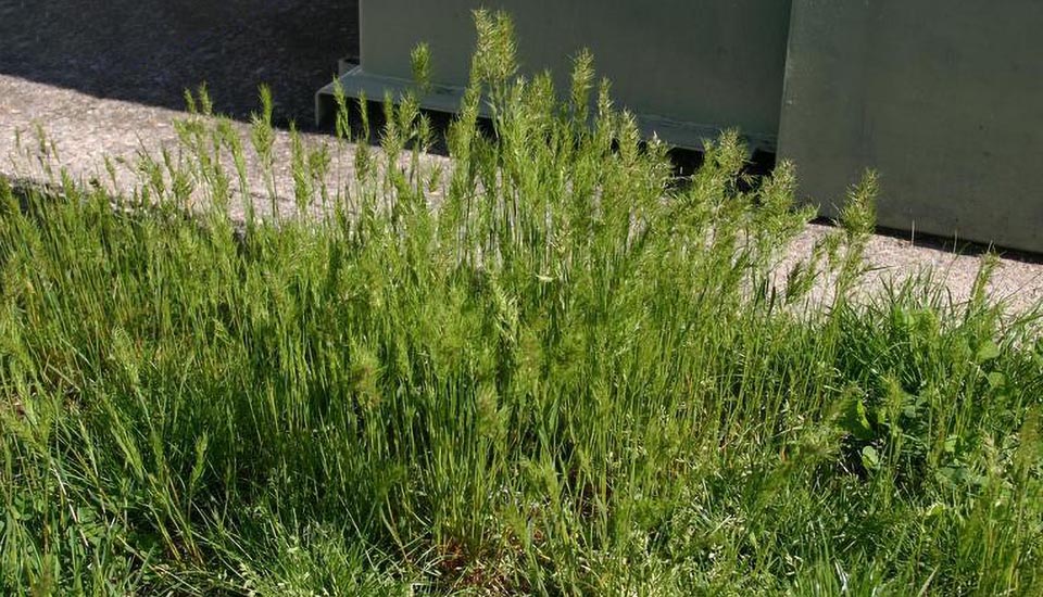 Description: a thicket of tall green grass going to seed and taking over an area by a footpath. Photo courtesy of Leslie J. Mehrhoff, University of Connecticut, Bugwood.org