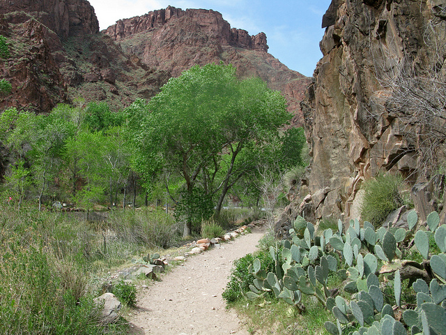 A hiking trail passes through prickly pear cactus, cottonwood trees, and cliff faces