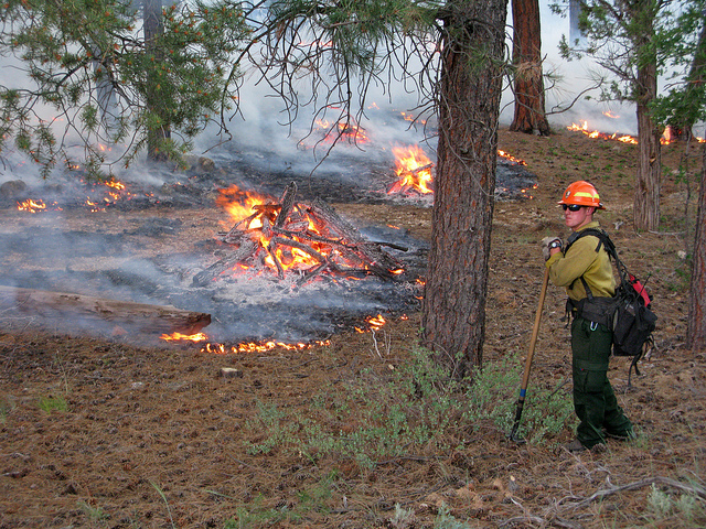 Firefighter on a prescribed burn Firefighter on a prescribed burn
