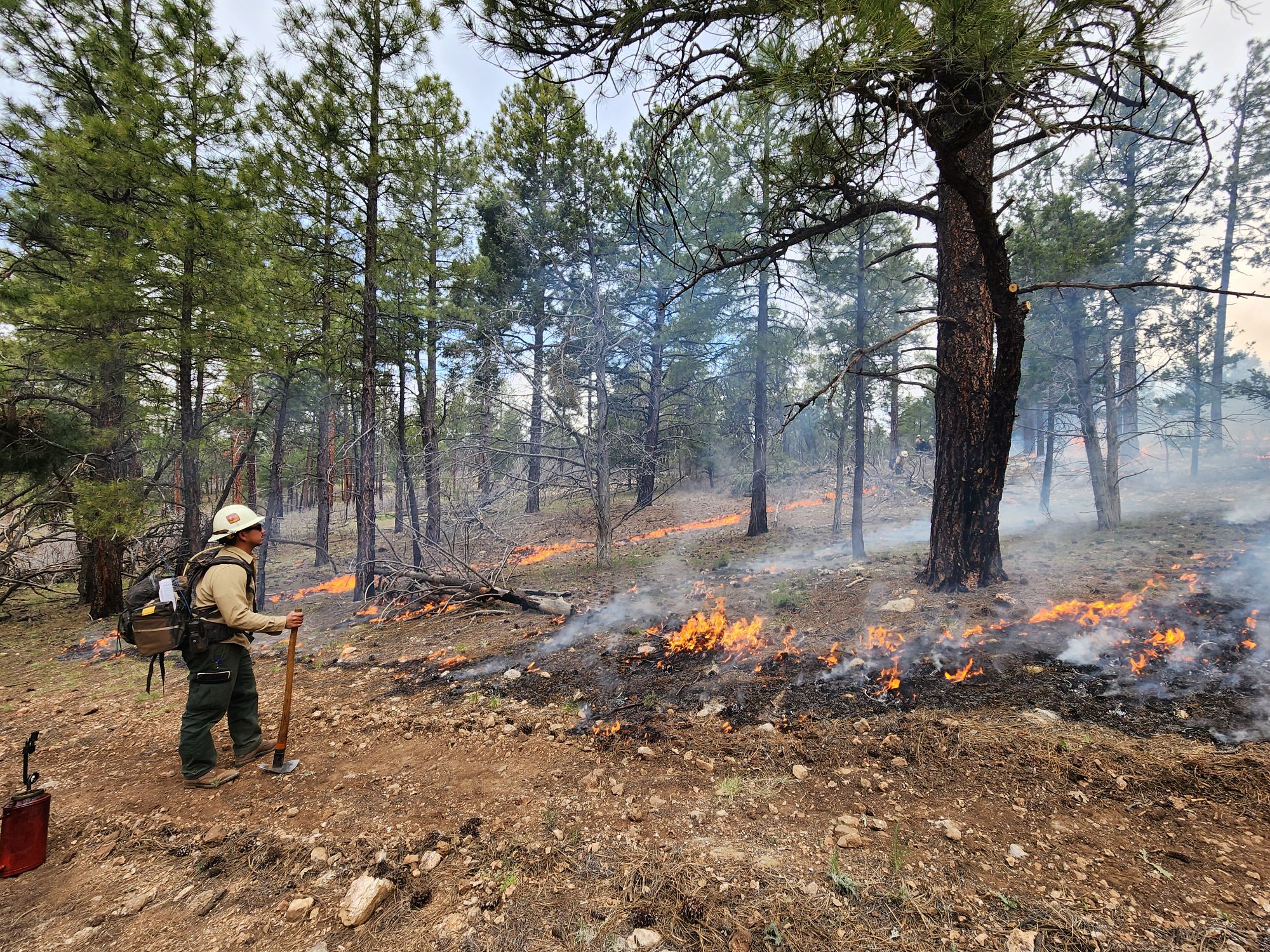 Grapevine prescribed burn monitoring-May 2023 A wildland firefighter stands at the edge of a burn area, monitoring fire behavior