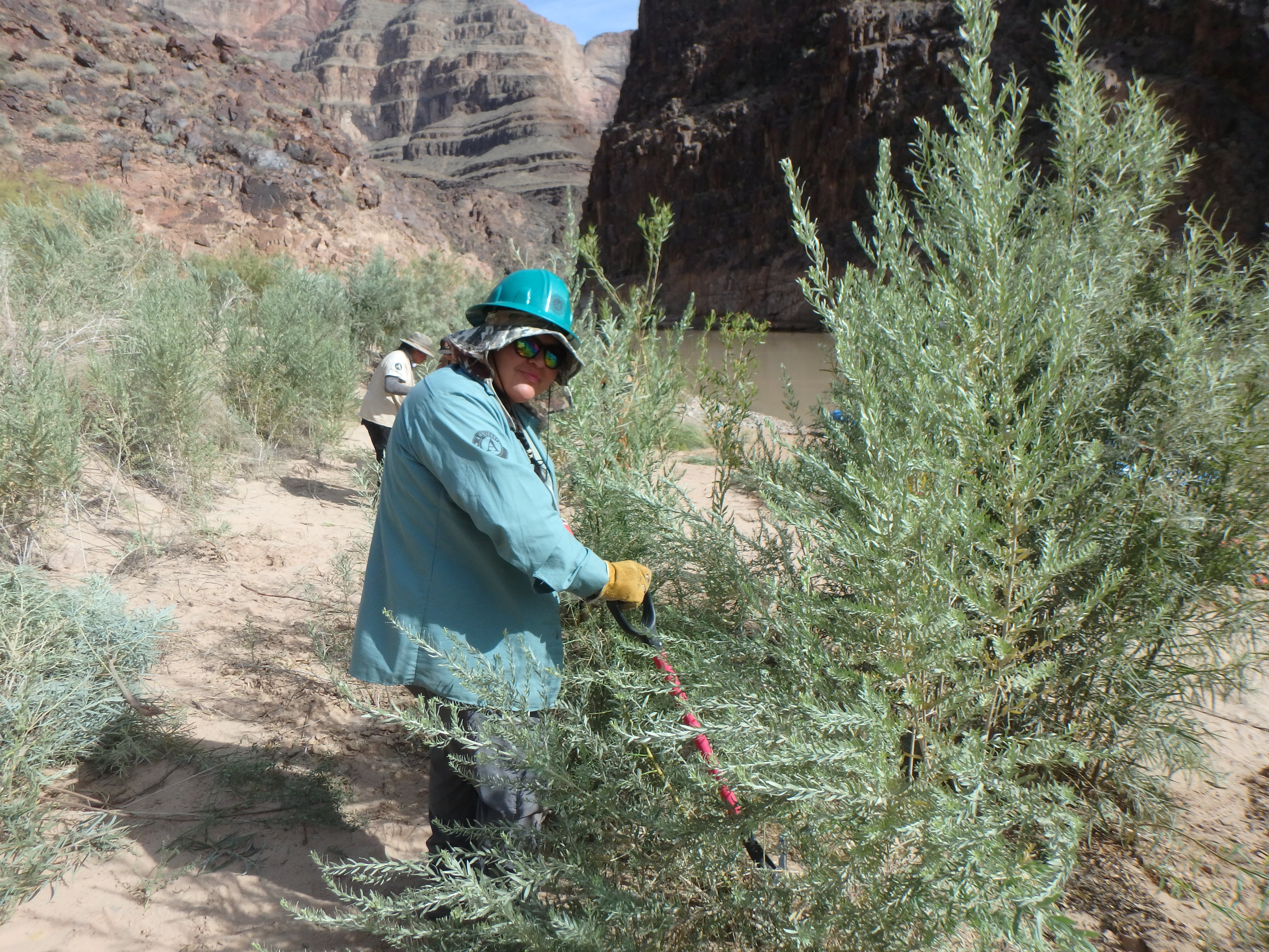 A member of the Ancestral Lands Conservation Corps participates in removal of vegetation encroaching on a campsite along the Colorado River.