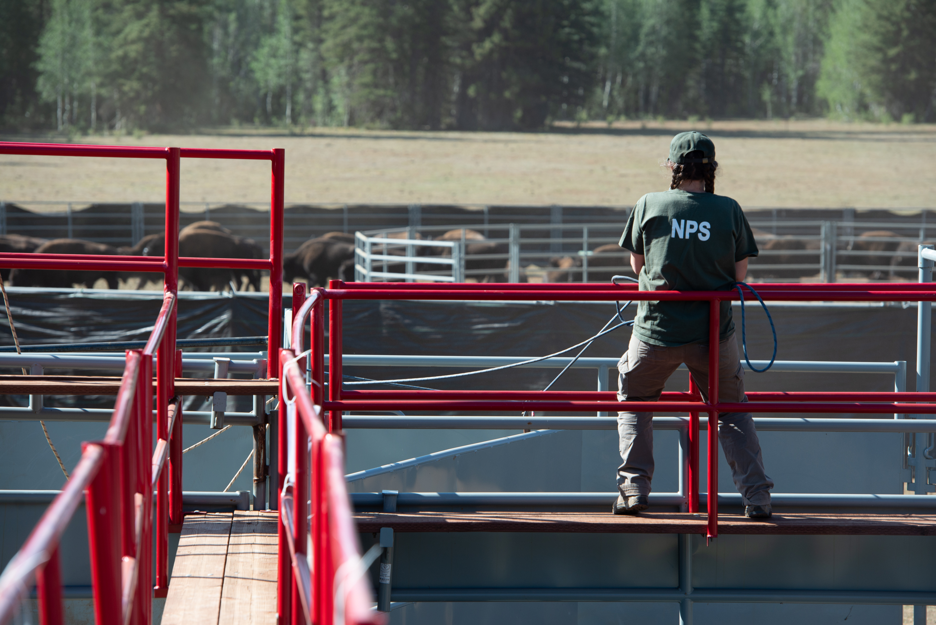 A National Park Service wildlife biologist overlooks the bison corral operation.