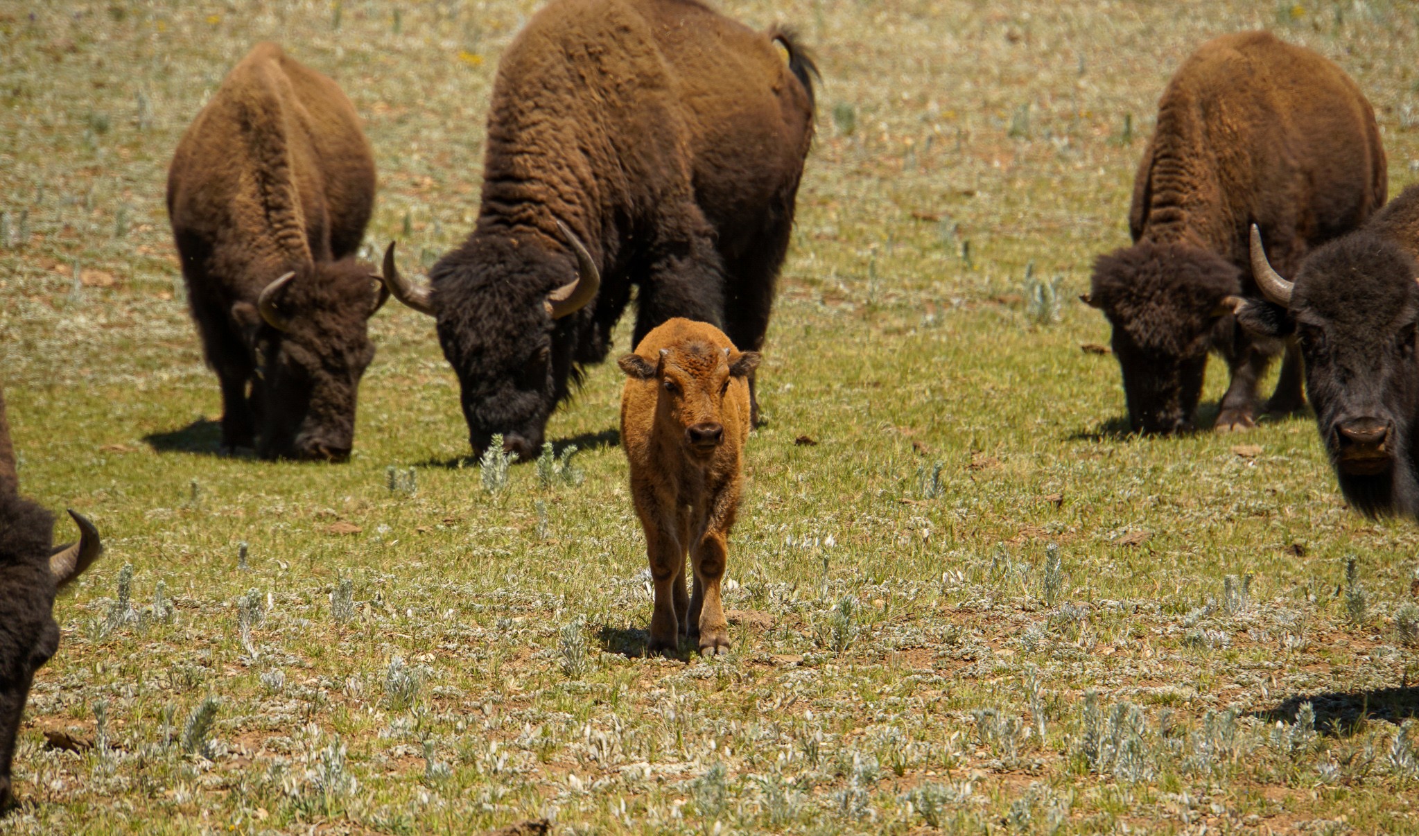 A bison calf is surrounding by adult bison in a meadow on the North Rim