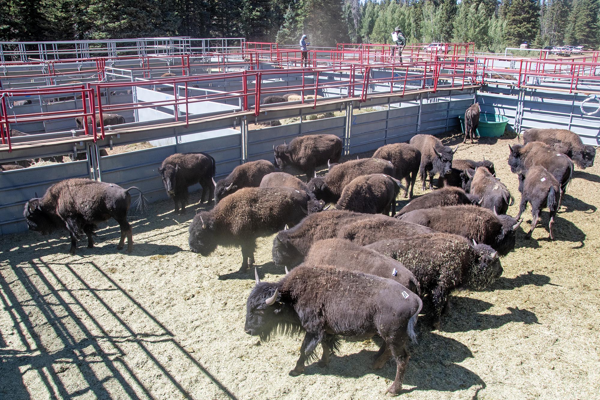 Bison transfer on North Rim 9-2024 Bison within a holding corral on the North Rim