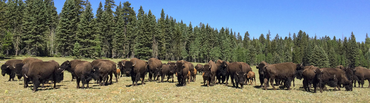 A row of brown bison standing in a meadow and stretching across the horizon. Green trees form the background.