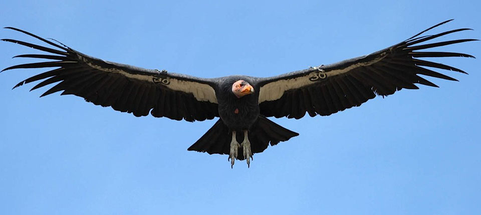 a large black and white bird with a pink head soaring with wings fully outstretched against a blue sky.