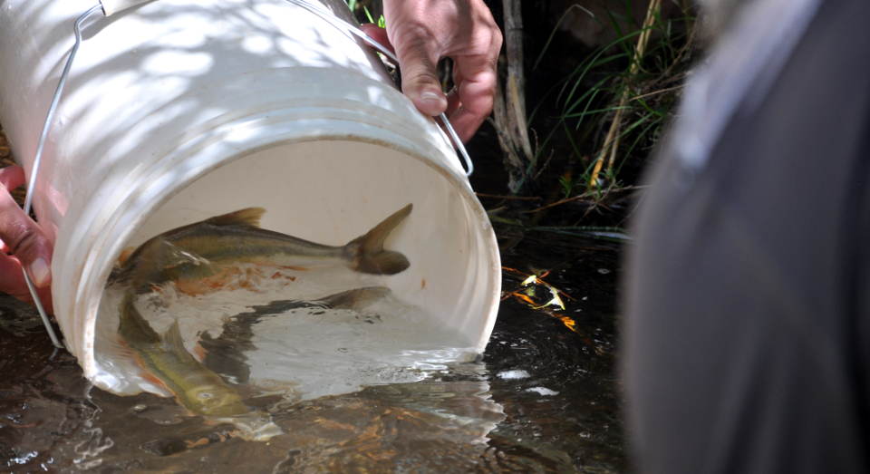 Hands holding a white, 5 gallon bucket that is releasing two fish into a clear, calm stream.