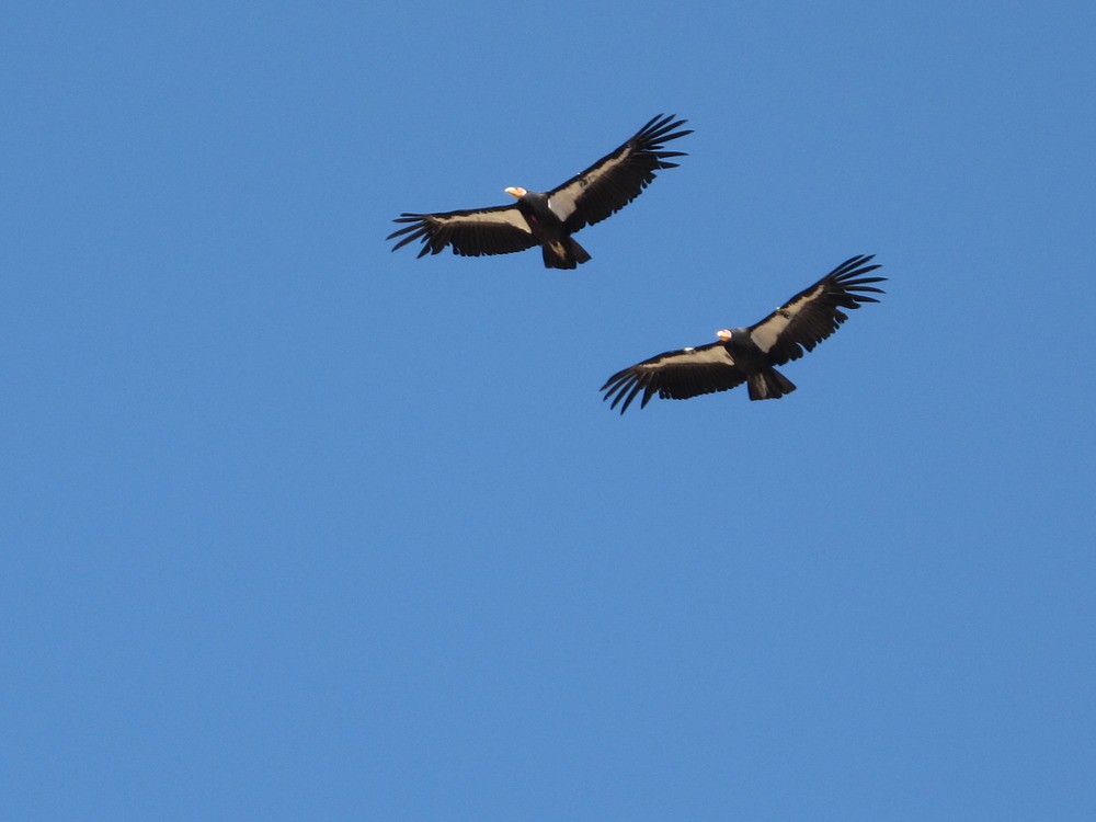 Two California Condors soar in the sky side by side