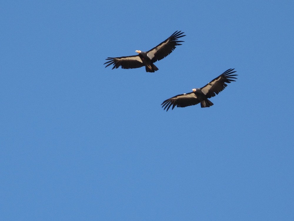 Condor Photo Two California Condors soar in the sky side by side