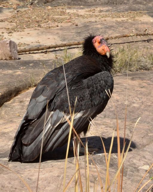 Condor #87 gets wet in Pipe Creek along the Tonto Trail in Grand Canyon National Park.    (NPS Photo/M. Quinn)