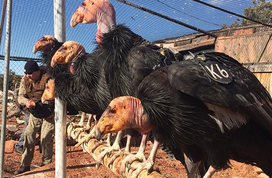 Five california condors sit perched on a bar inside the release pen at the Vermilion Cliffs