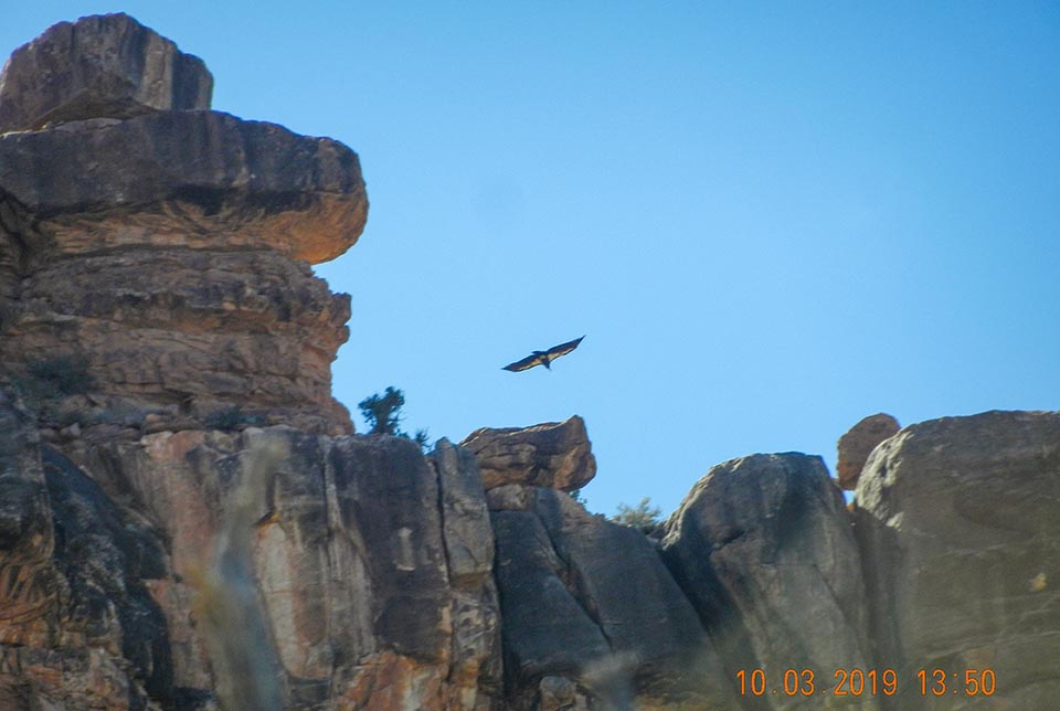 a large black and white bird flying over the top of a cliff made from large blocks of stone