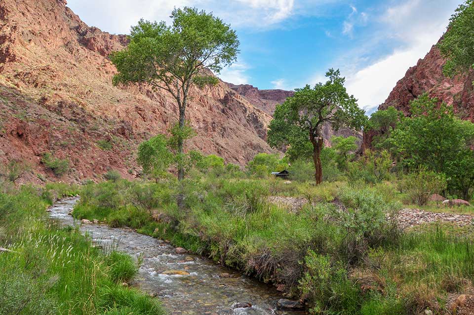 Beneath canyon walls, a creek passes thorough and area of riparian vegetation and several tall cottonwood trees.