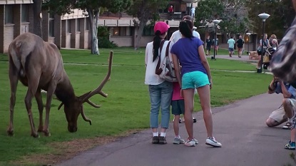 Elk and Human interaction near Rim Lodges