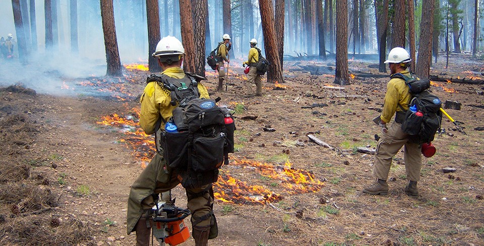 NPS firefighters stand in front of several small burning piles of woody debris in a pine forest.