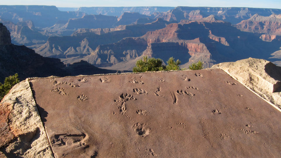 Flat rock with early reptile-type animal footprints overlooking Grand Canyon