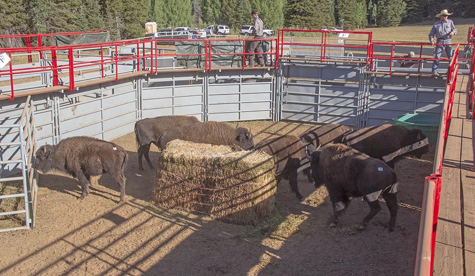 Looking down on 7 bison inside a corral with a large bale of hay in the center.