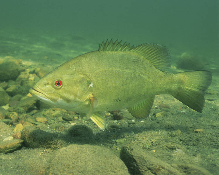 An adult smallmouth bass swims underwater