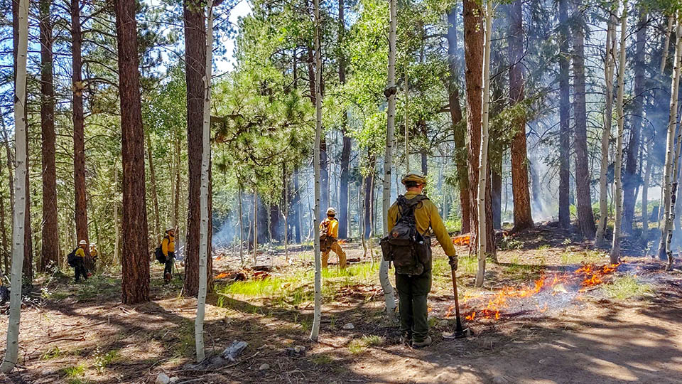 four firefighters monitoring a prescribed fire in an aspen conifer woodland
