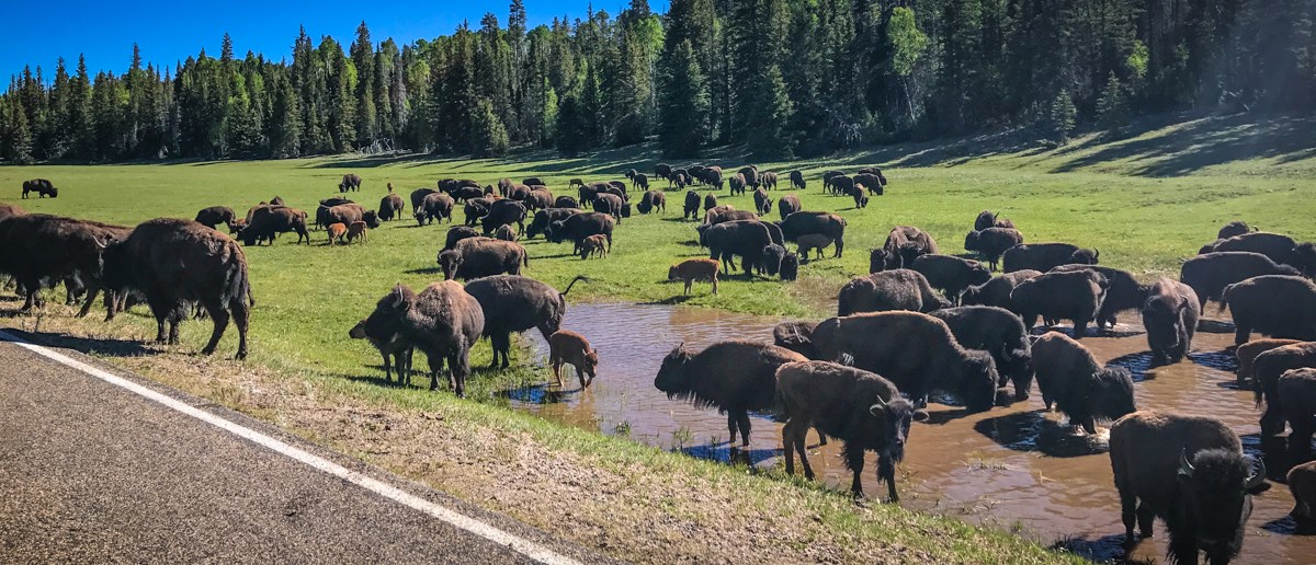 The House Rock Herd of bison congregate in and around a disturbed water source on the Kaibab Plateau.