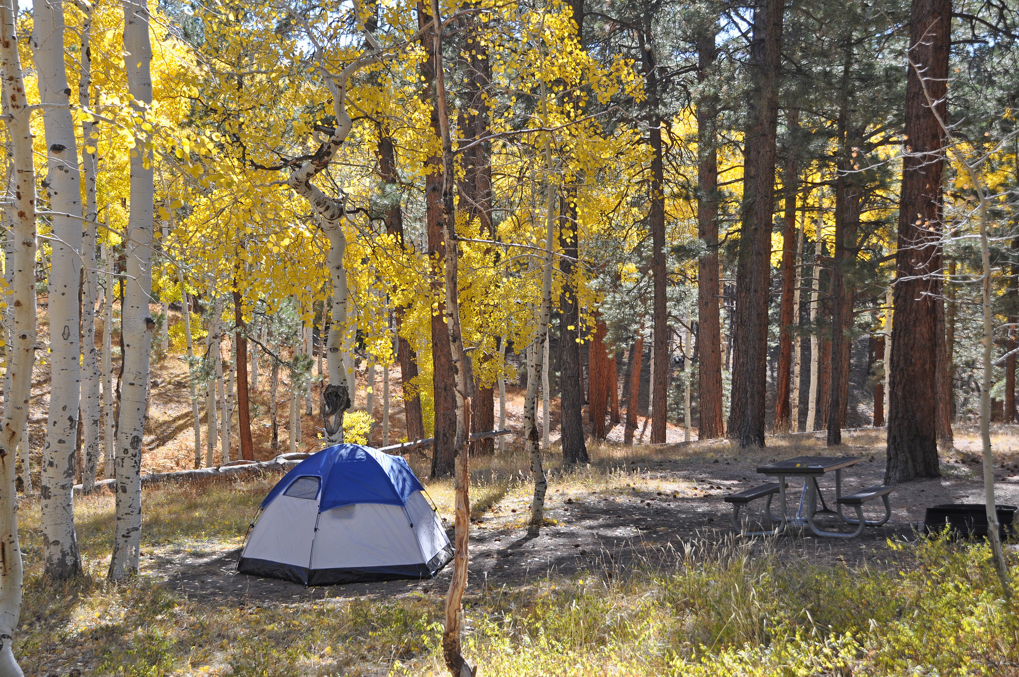 Fall colors in the North Rim Campground.  The North Rim Campground remains closed through October 15, 2020.