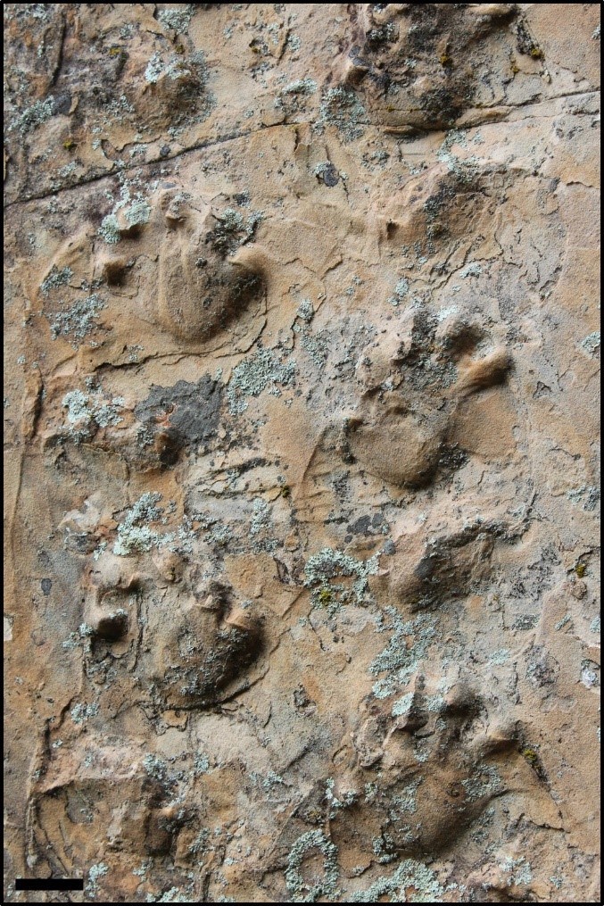 Close up view of the Ichniotherium trackway.