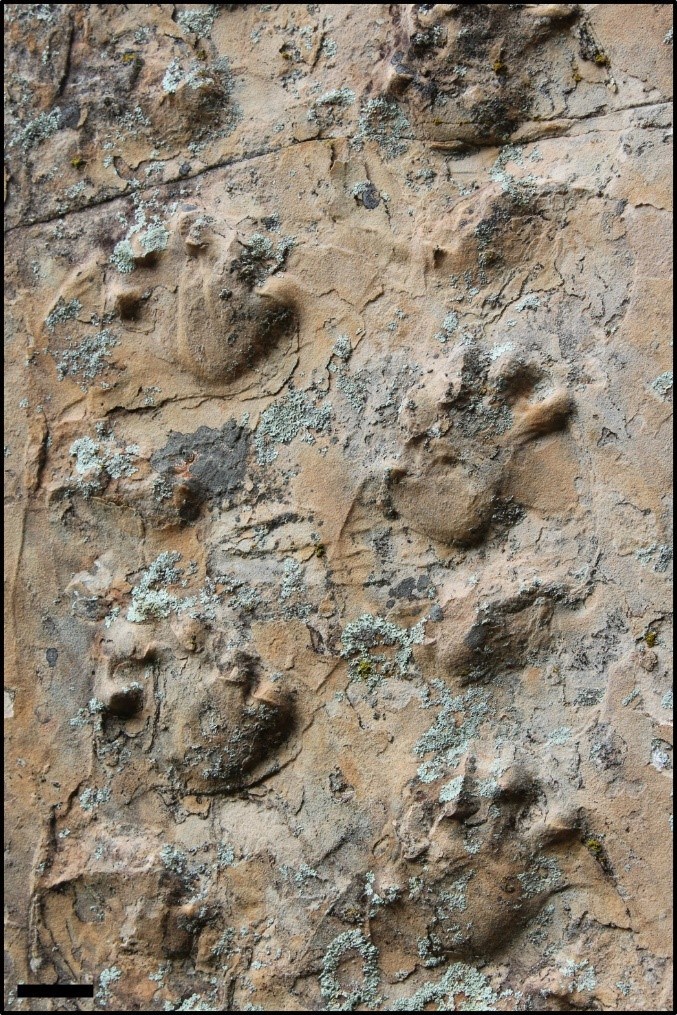 Figure 3 Close up view of the Ichniotherium trackway.