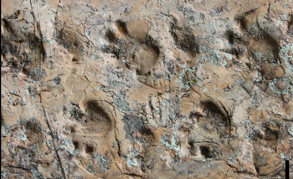 a set of fossil tracks in stone from primitive tetrapods. about a dozen footprints along with partial footprints are moving from right to left in the slab.