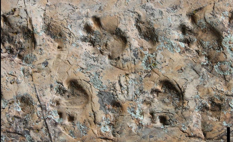 Close-up view of the Ichniotherium trackway from Grand Canyon National Park. Photo courtesy of Heitor Francischini a set of fossil tracks in stone from primitive tetrapods. about a dozen footprints along with partial footprints are moving from right to left in the slab.