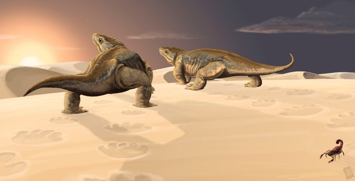 Artwork depicting the Coconino desert environment and two primitive tetrapods