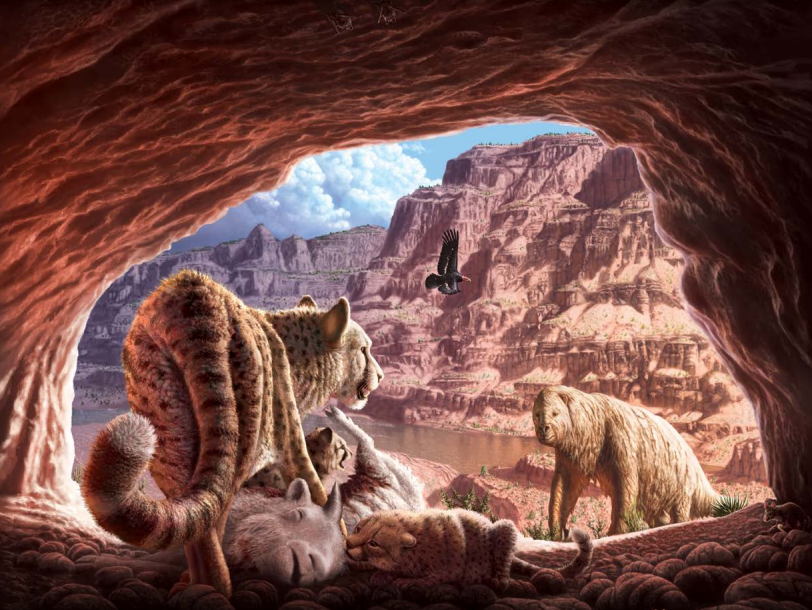 Pleistocene open woodland scene from the western portion of the Grand Canyon. The painting is by artist Julius Csotonyi.