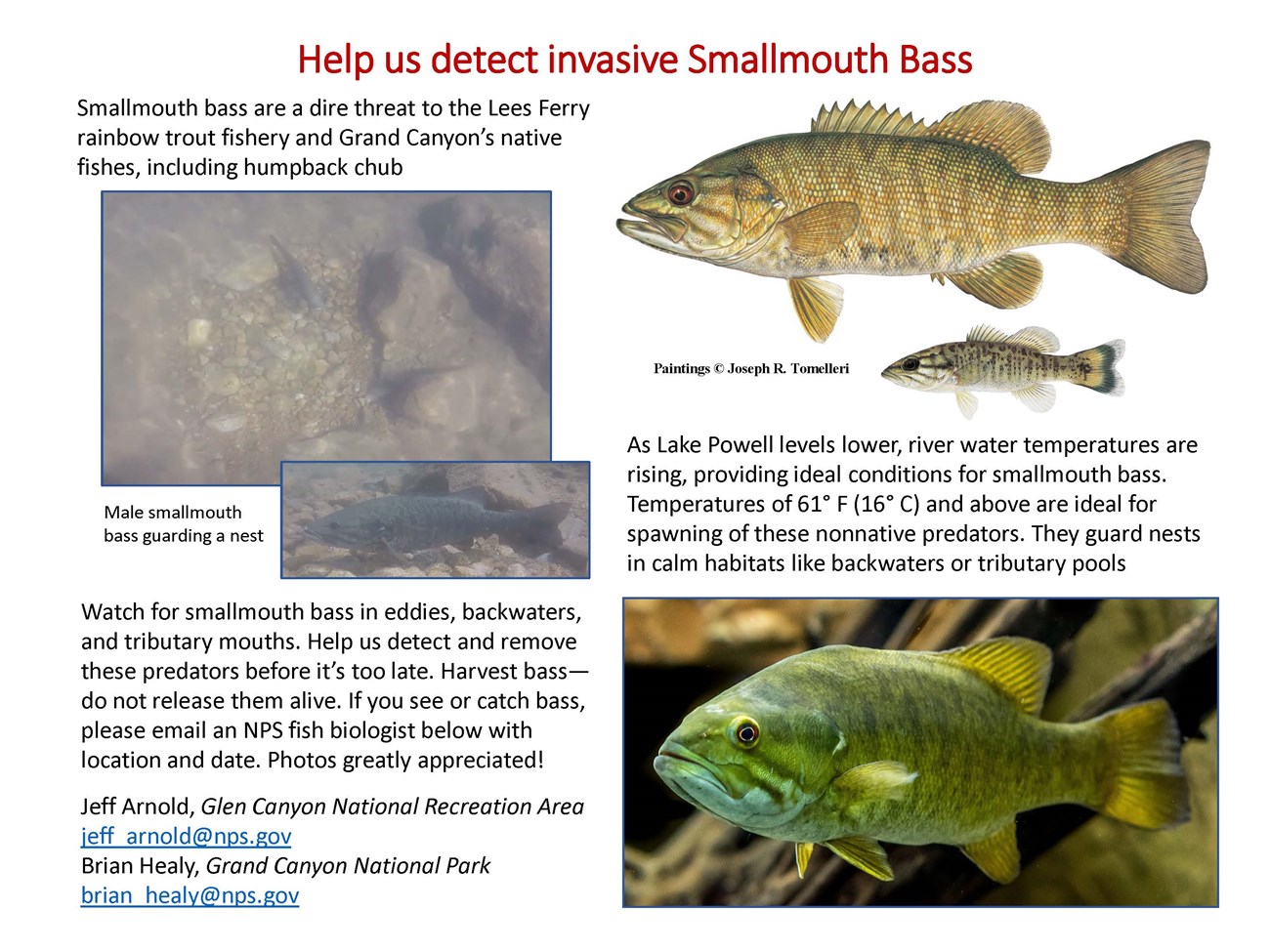 smallmouth bass flyer Description of smallmouth bass for Colorado River anglers