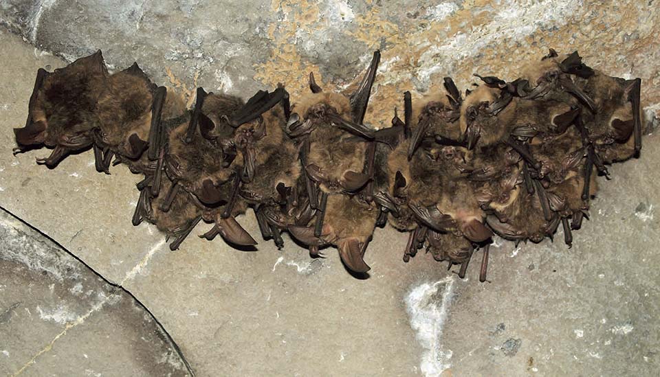 a group or around 20 small, brown bats roosting on the ceiling of a limestone cave