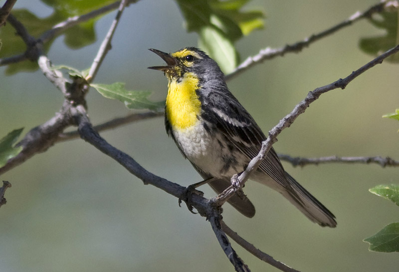 Grace's Warbler facing to the left and singing while sitting on a tree branch.